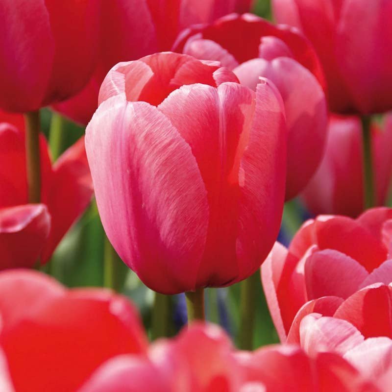 Tulp 'Pink Impression'