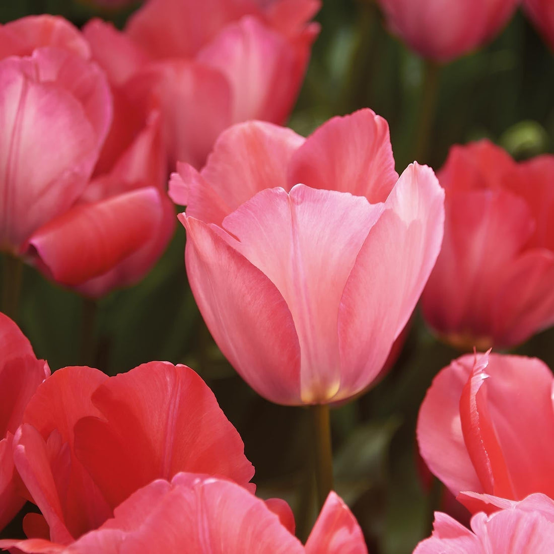 Tulp 'Pink Sound'