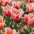Tulp 'Pretty Princess'