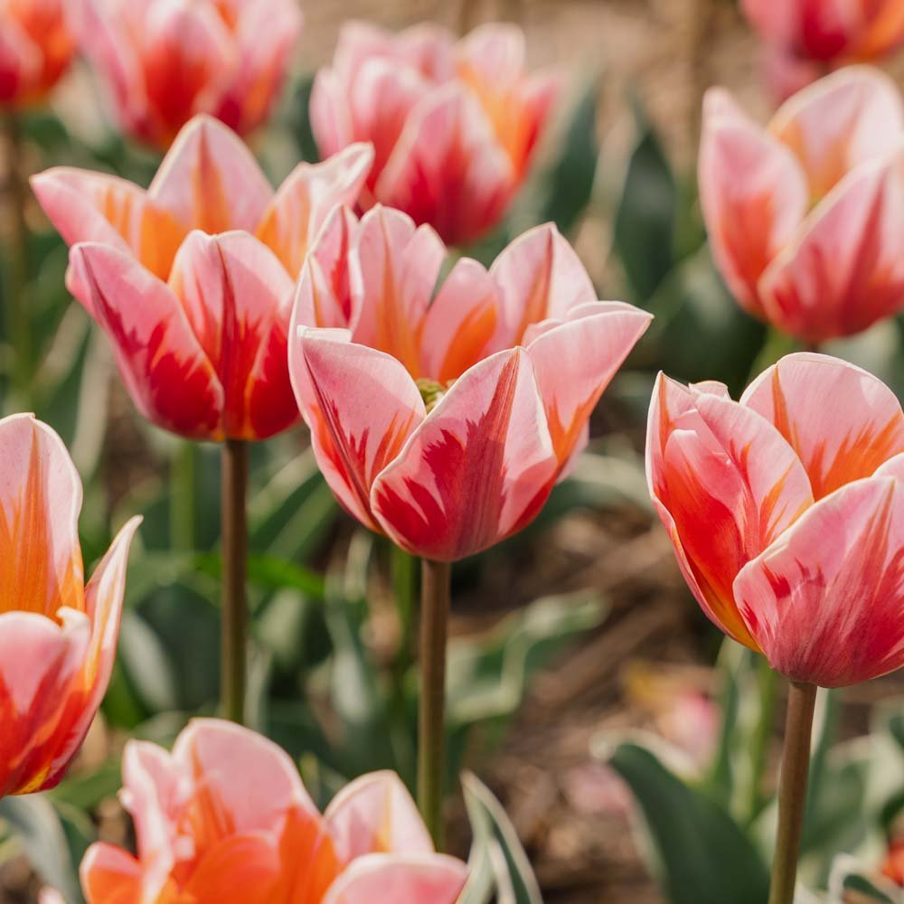 Tulp 'Pretty Princess'