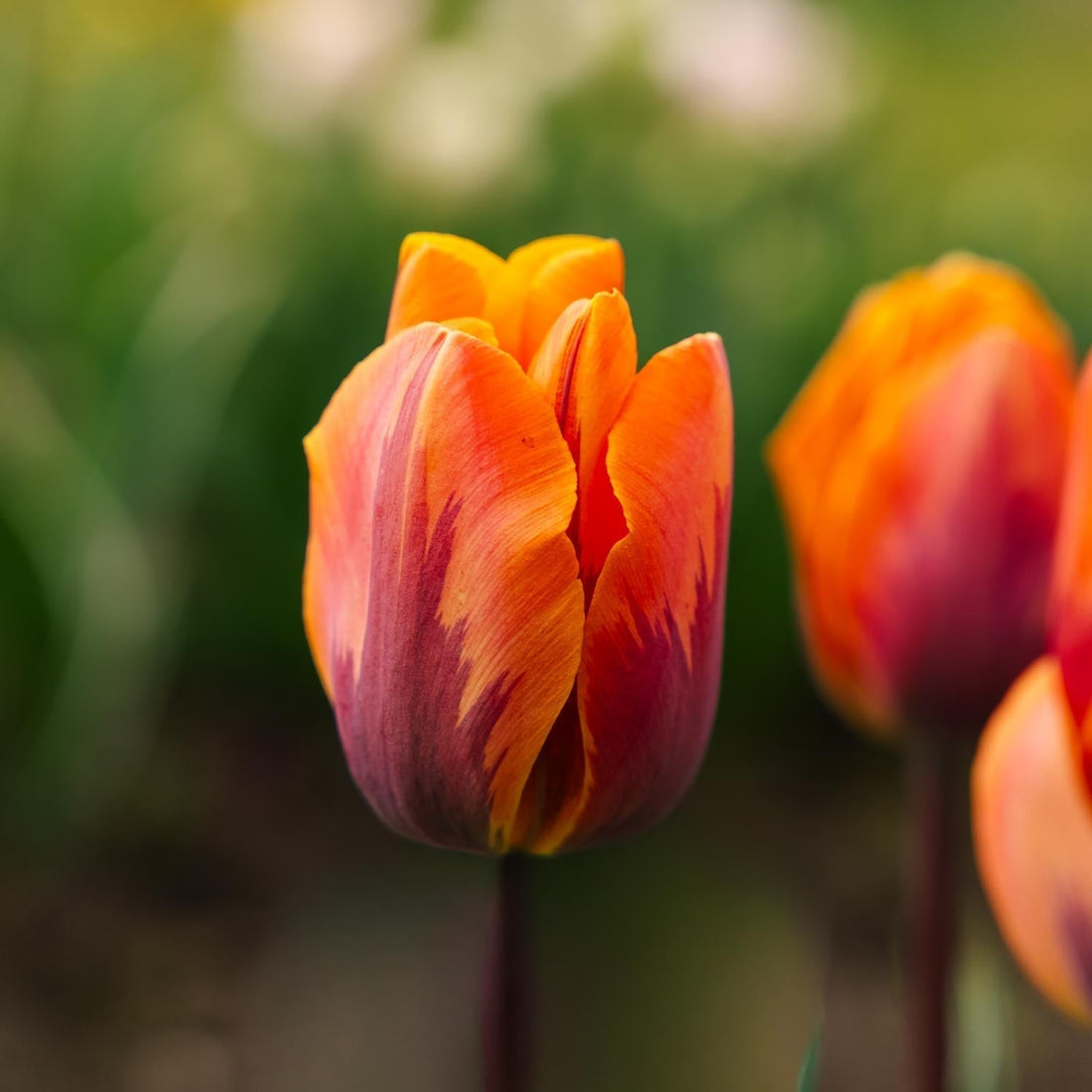 Tulp 'Princess Irene'