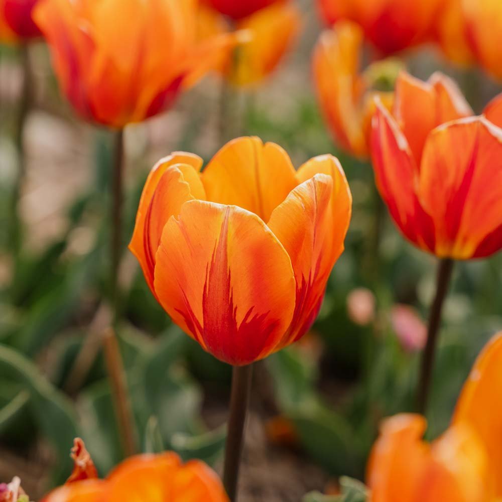 Tulp 'Princess Irene'