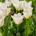 Tulp 'Purissima'