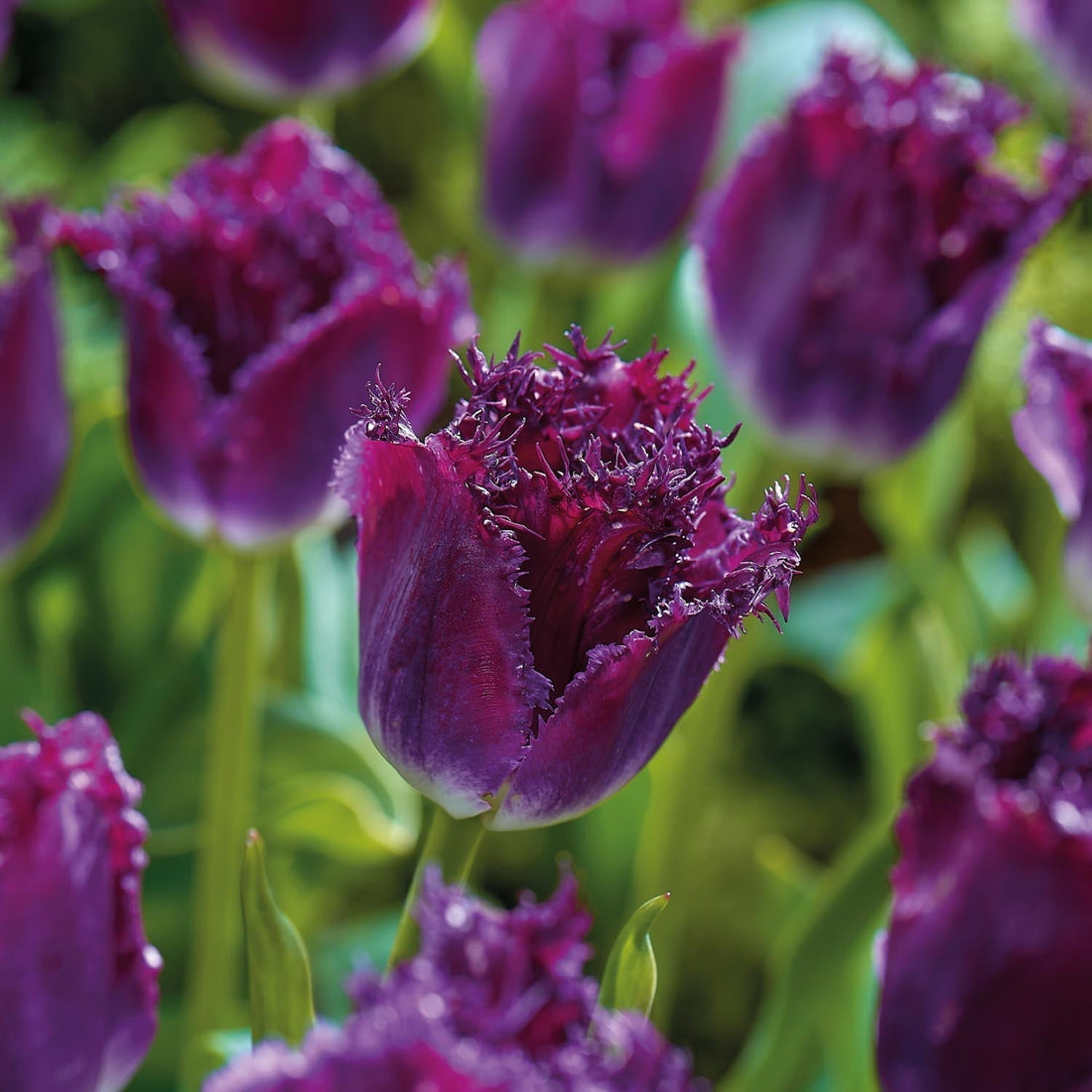 Tulp 'Purple Crystal'