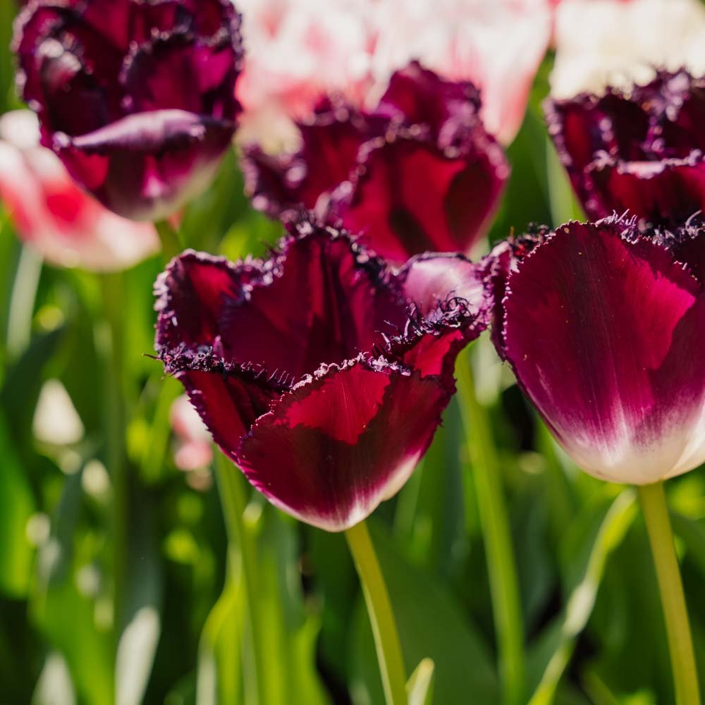 Tulp 'Purple Crystal'