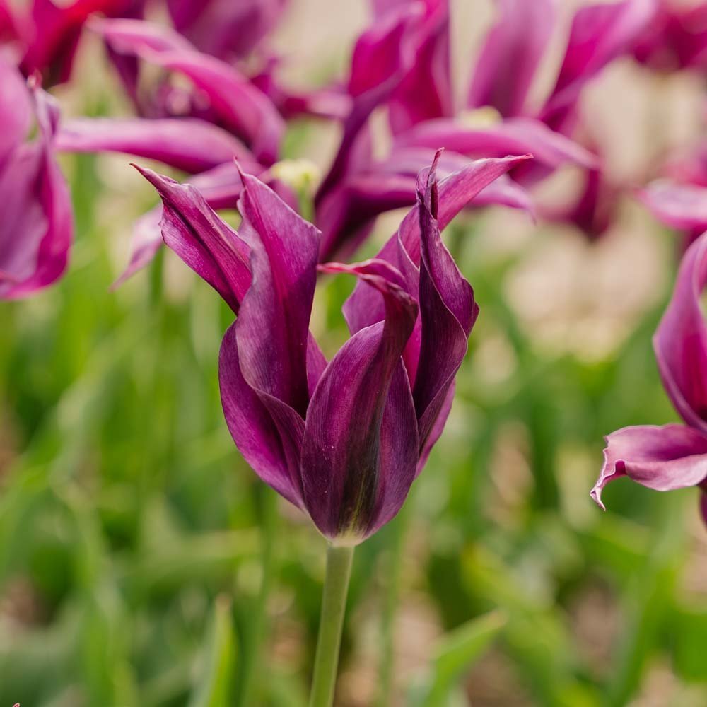 Tulp 'Purple Doll'