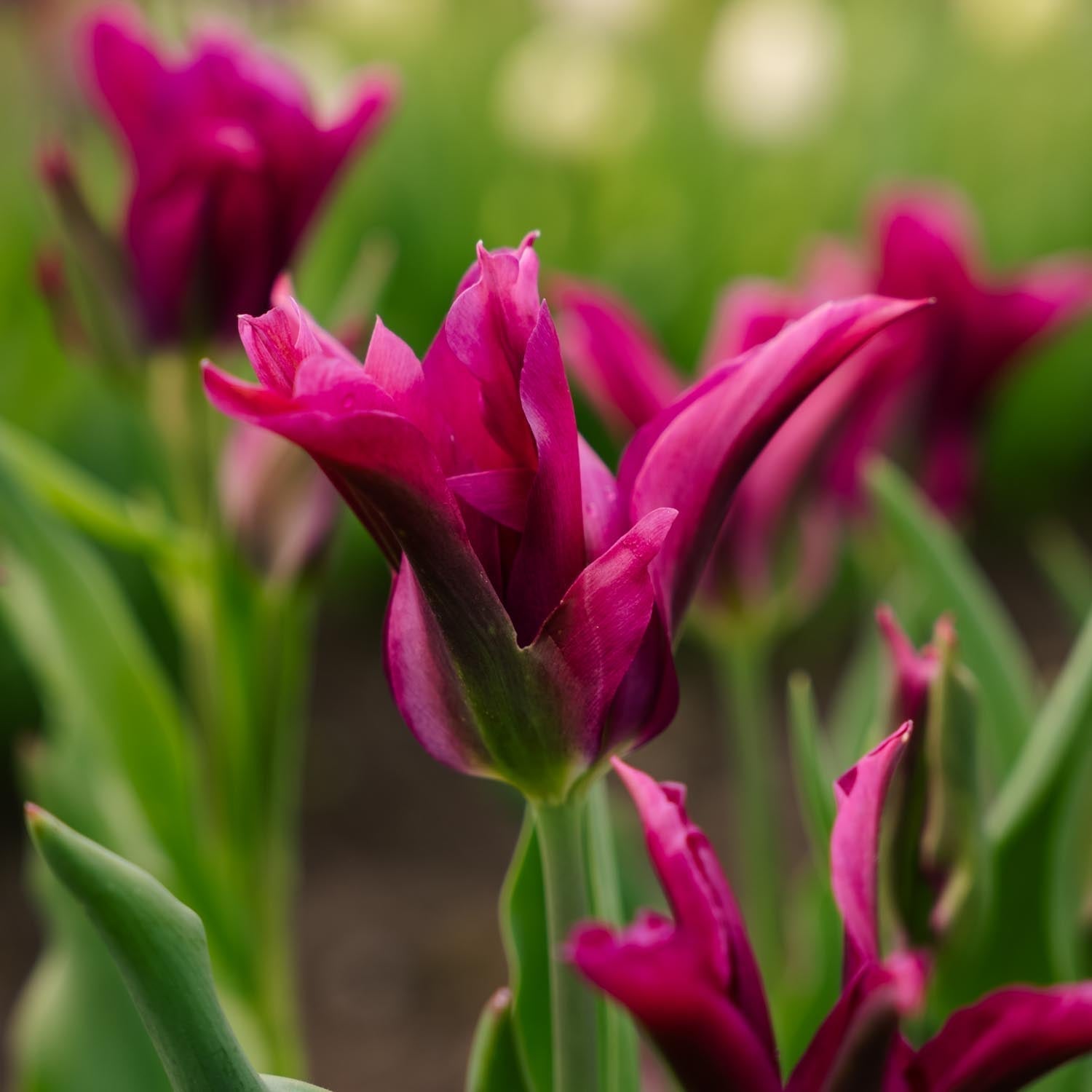 Tulp 'Purple Doll'