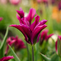 Tulp 'Purple Doll'