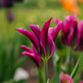Tulp 'Purple Doll'