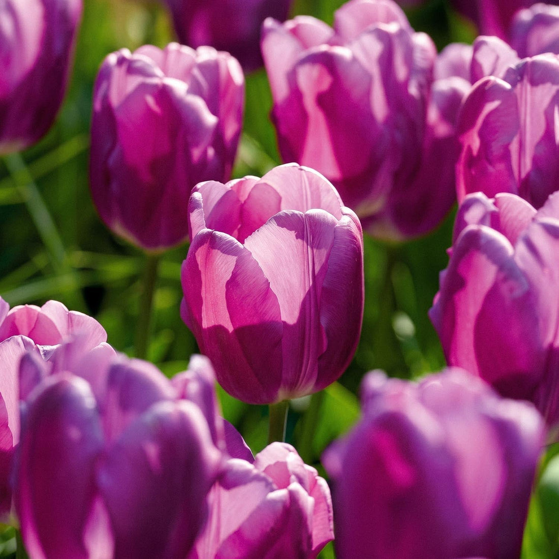 Tulp 'Purple Flag'