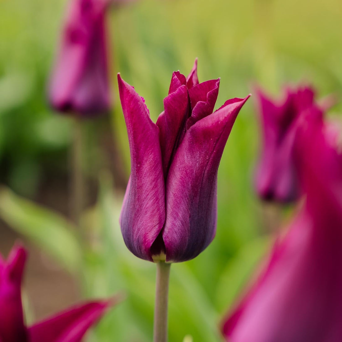 Tulp 'Purple Heart'