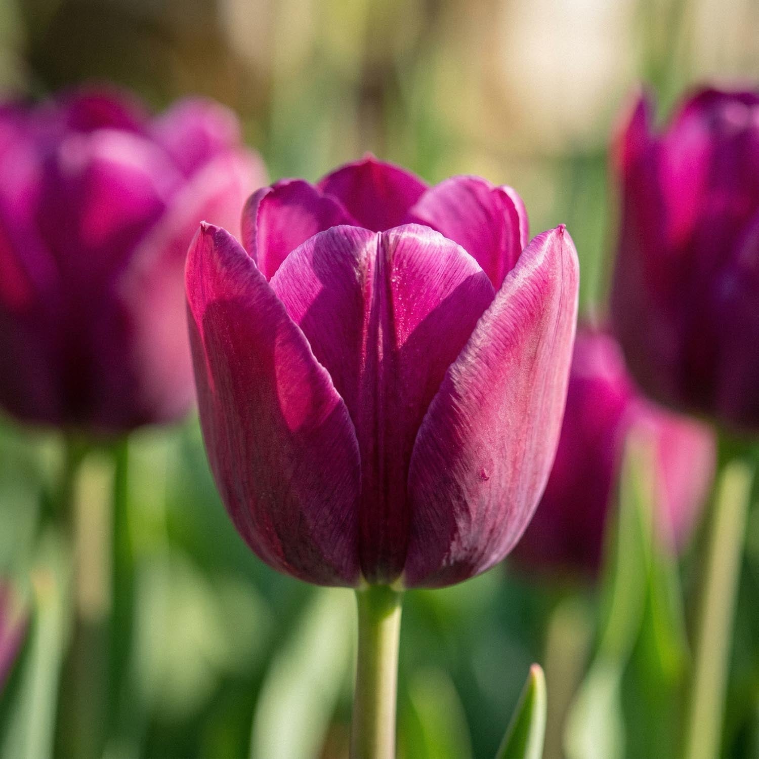 Tulp 'Purple Lady'