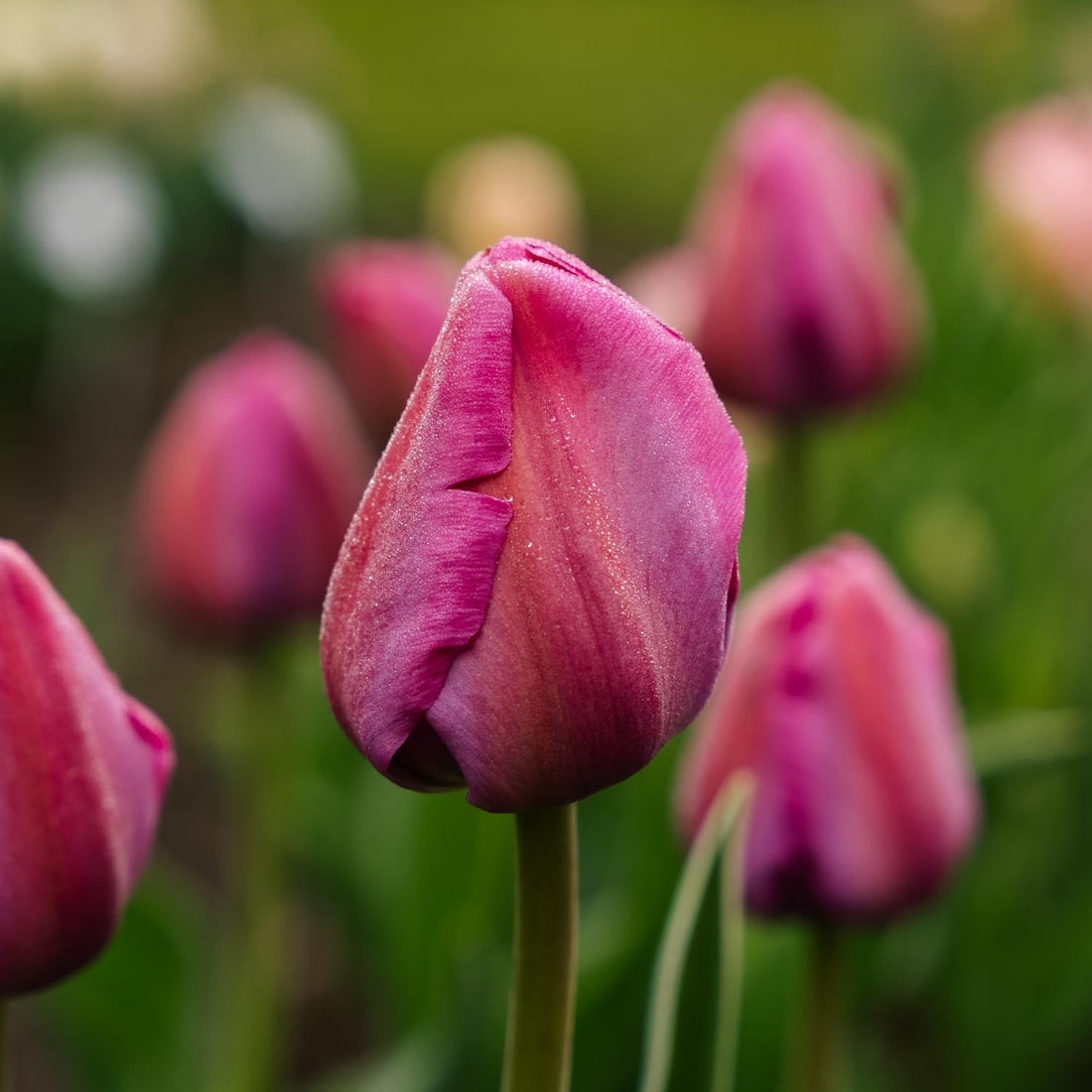Tulp 'Purple Pride'