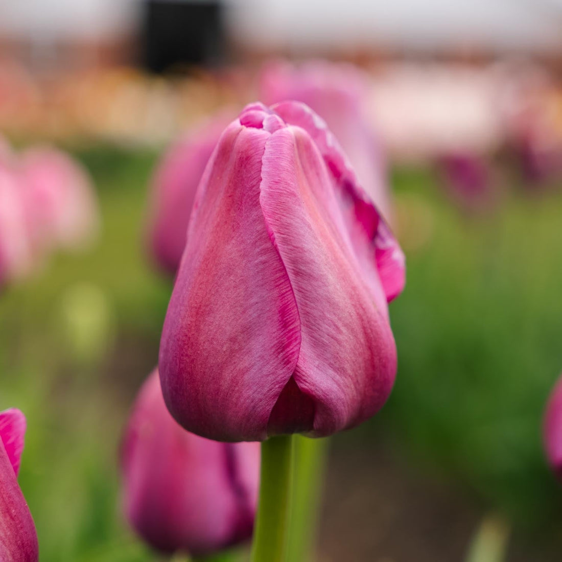 Tulp 'Purple Pride'