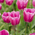 Tulp 'Purple Prince'