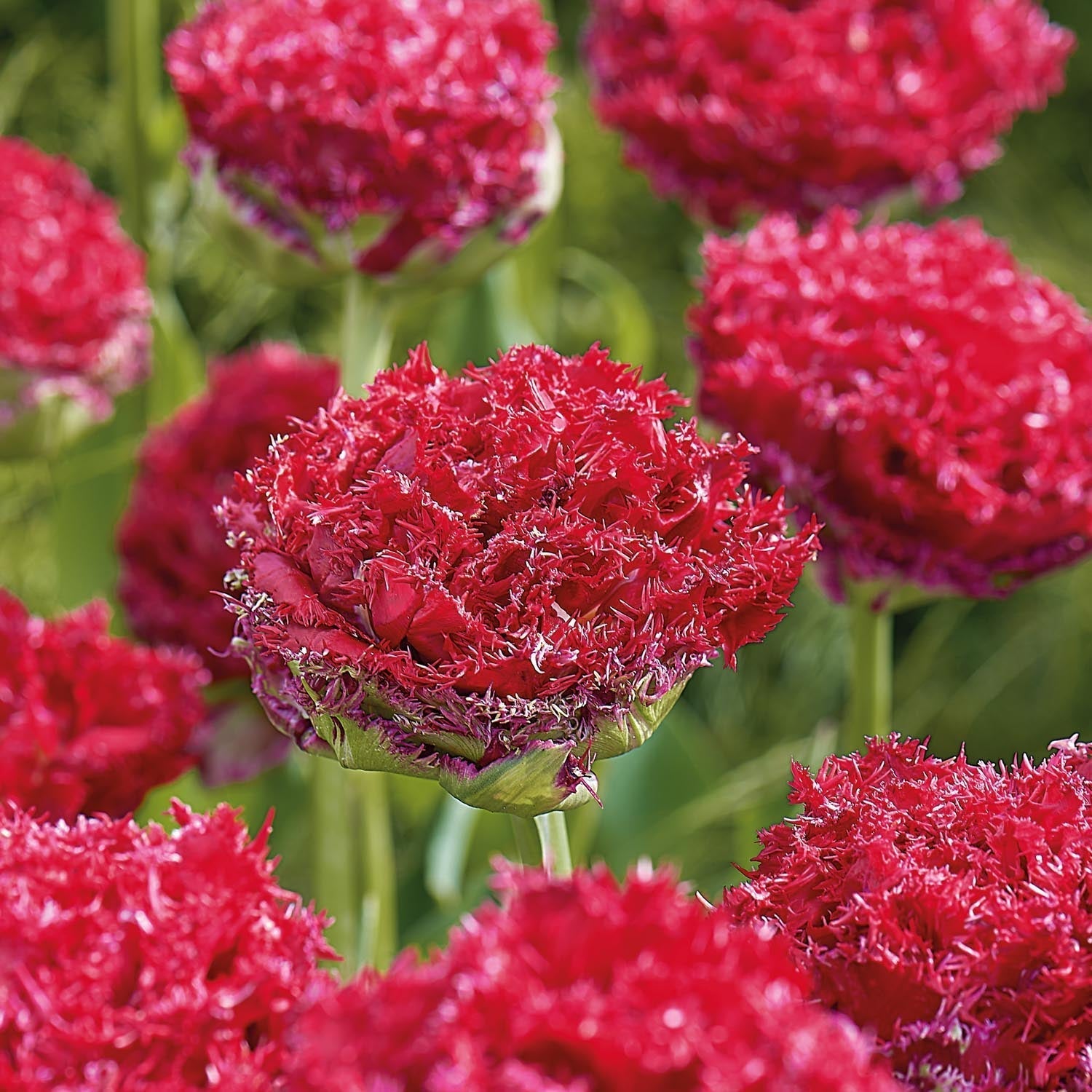 Tulp 'Qatar'