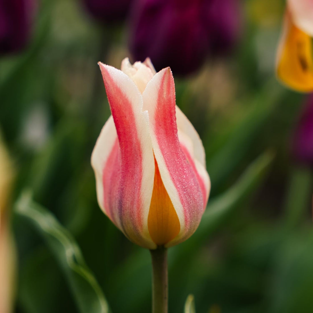 Tulp 'Quebec'