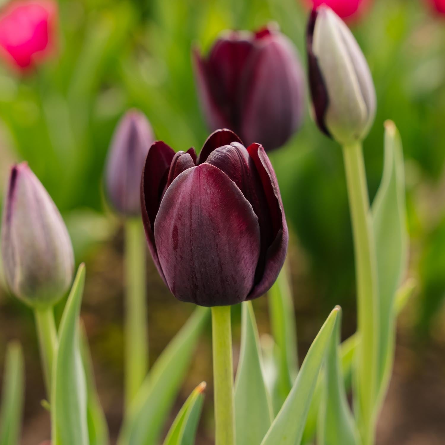 Tulp 'Queen Of Night'