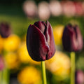 Tulp 'Queen Of Night'