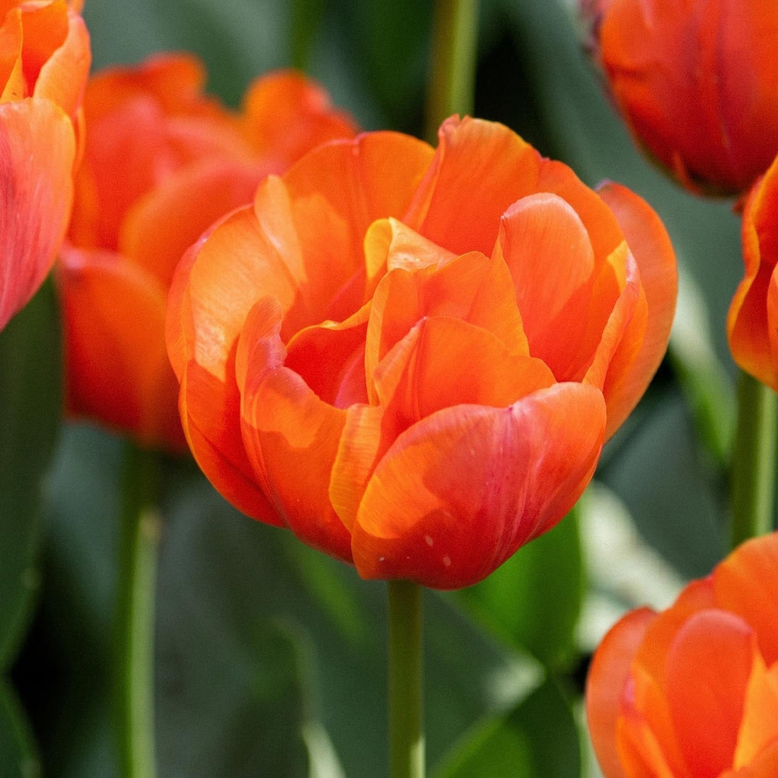 Tulp 'Queensday'