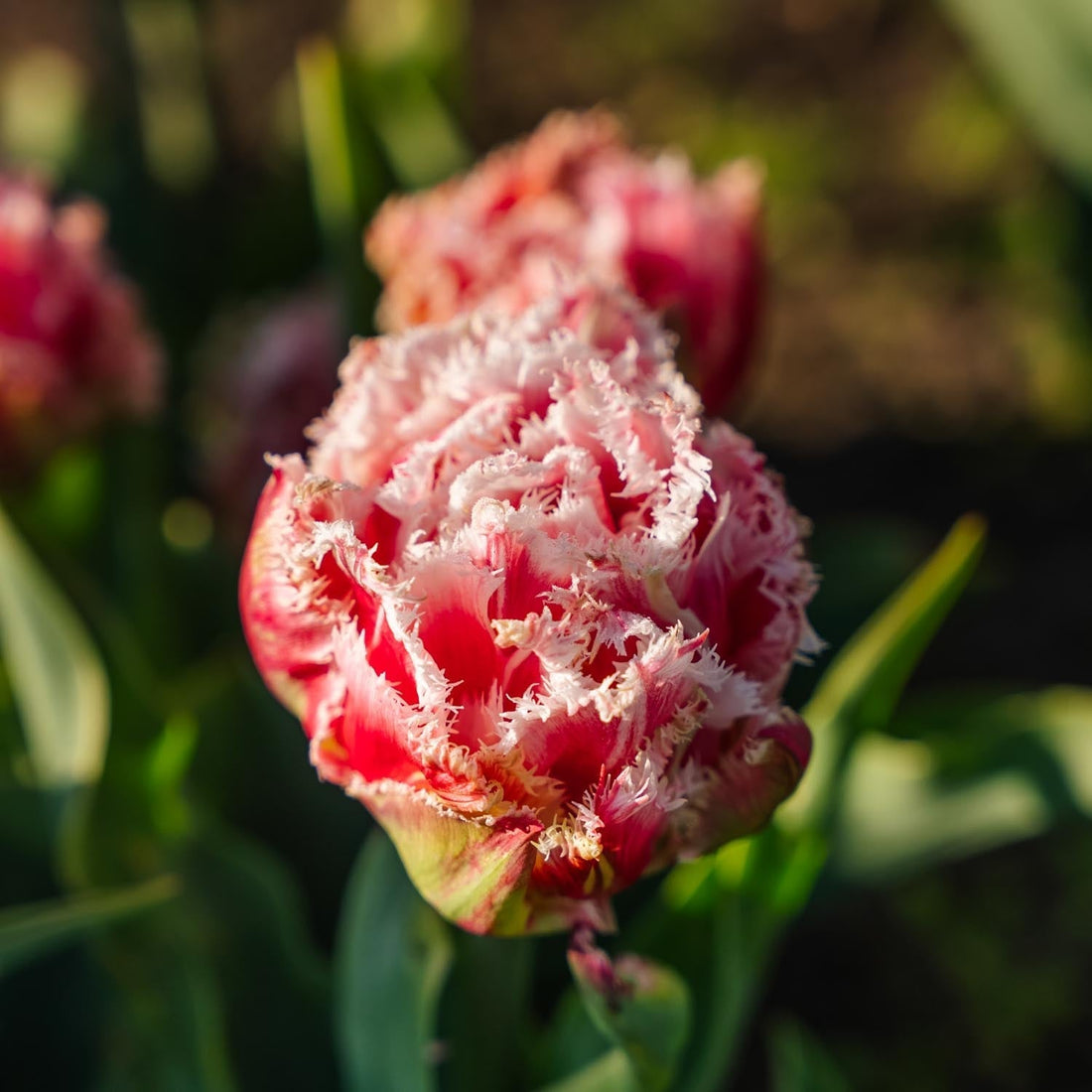 Tulp 'Queensland'