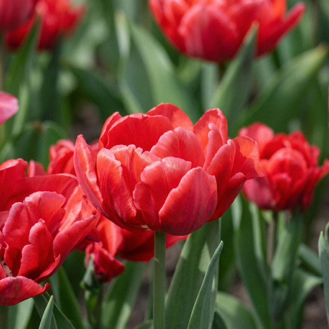 Tulp 'Red Foxtrot'