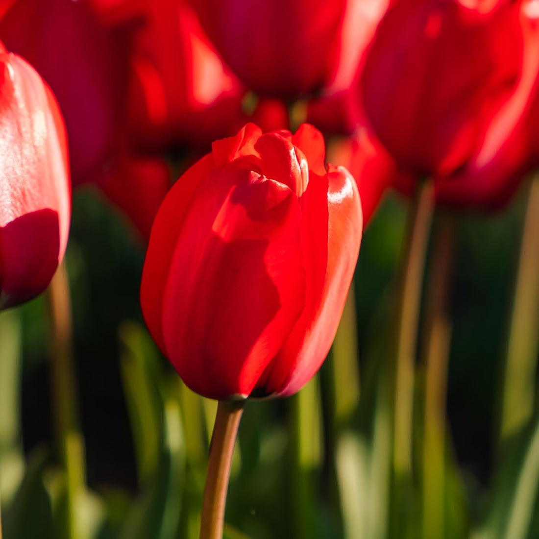 Tulp 'Red Impression'