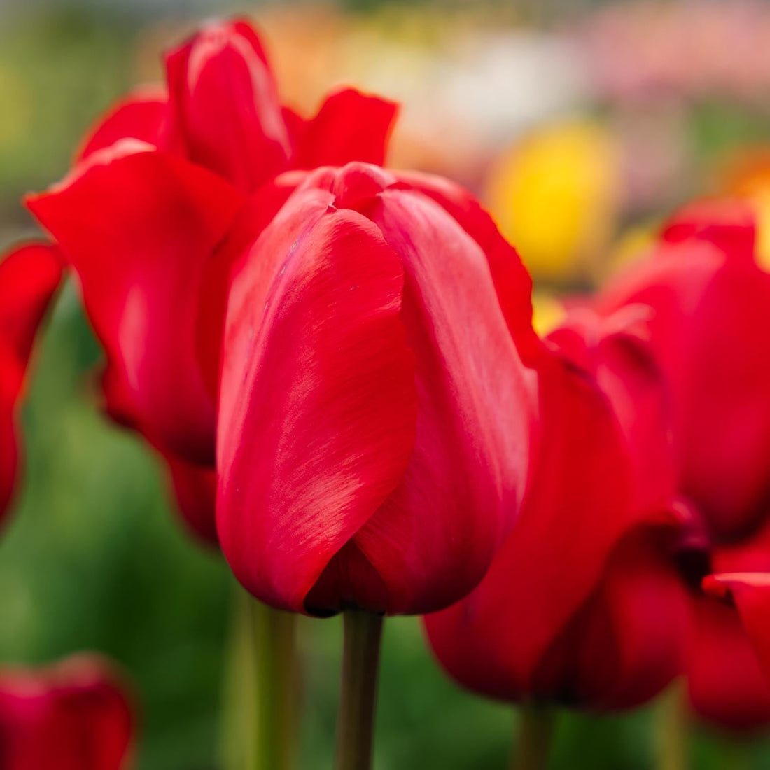 Tulp 'Red Impression'