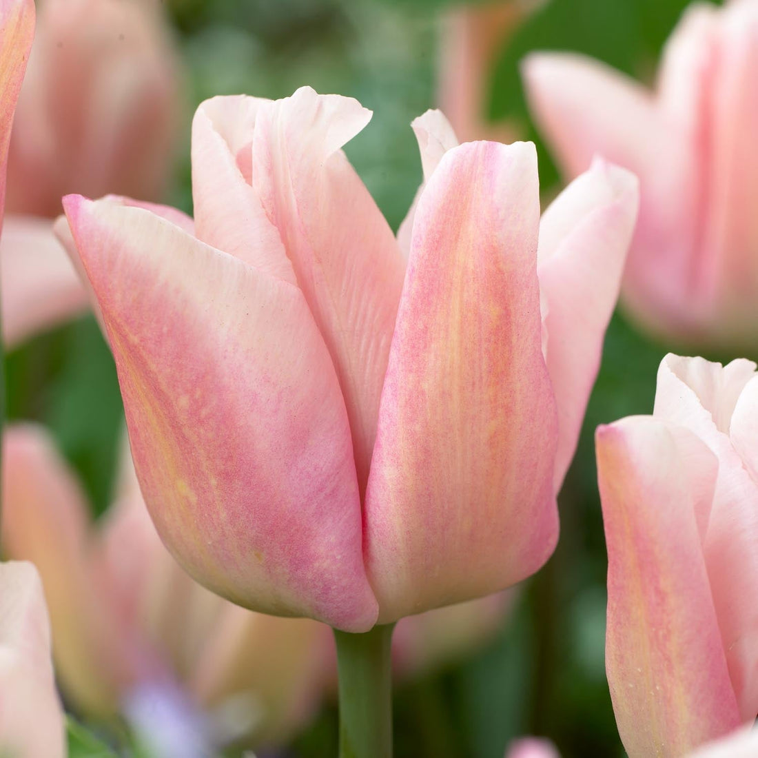 Tulp 'Rejoyce'