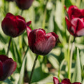 Tulp 'Ronaldo'