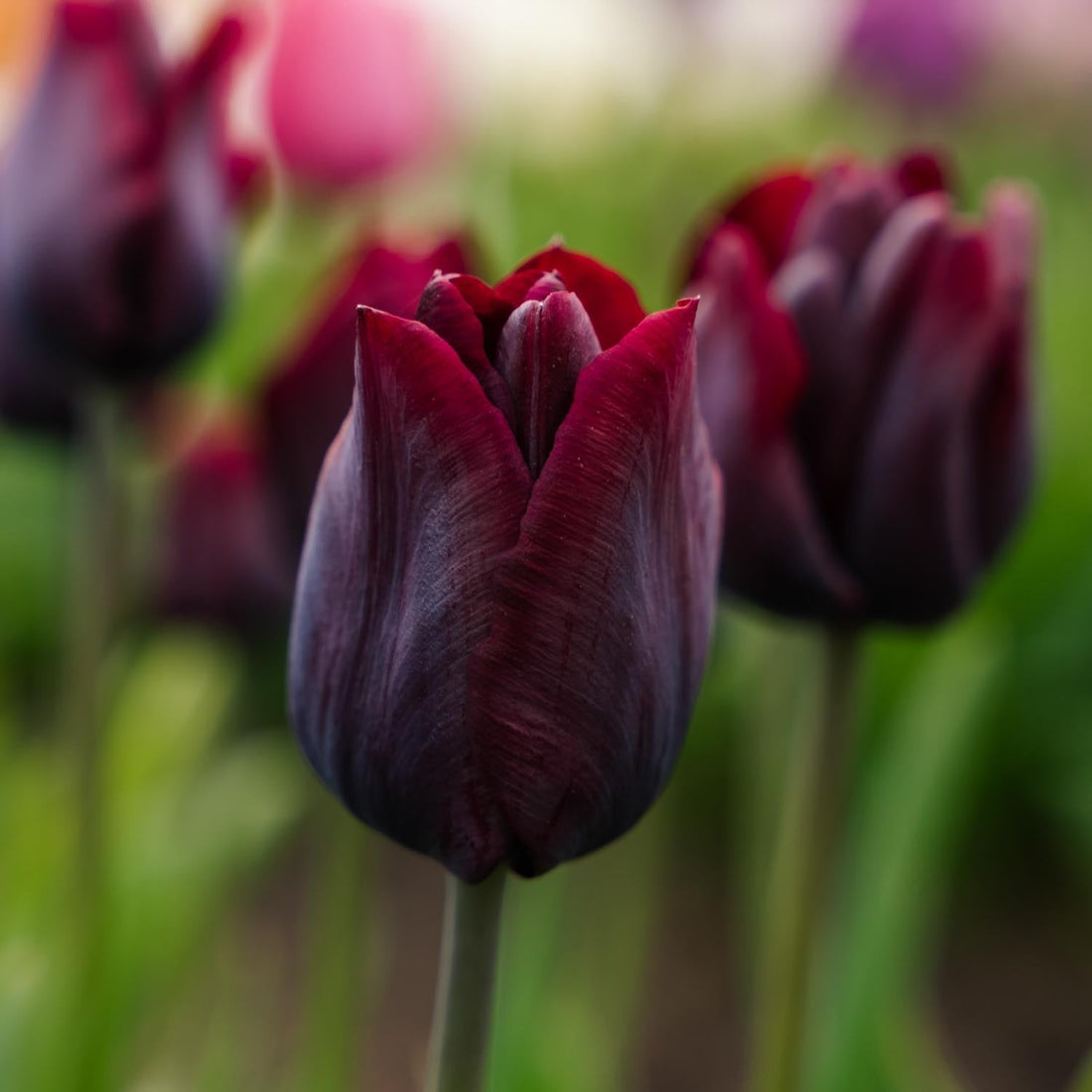 Tulp 'Ronaldo'