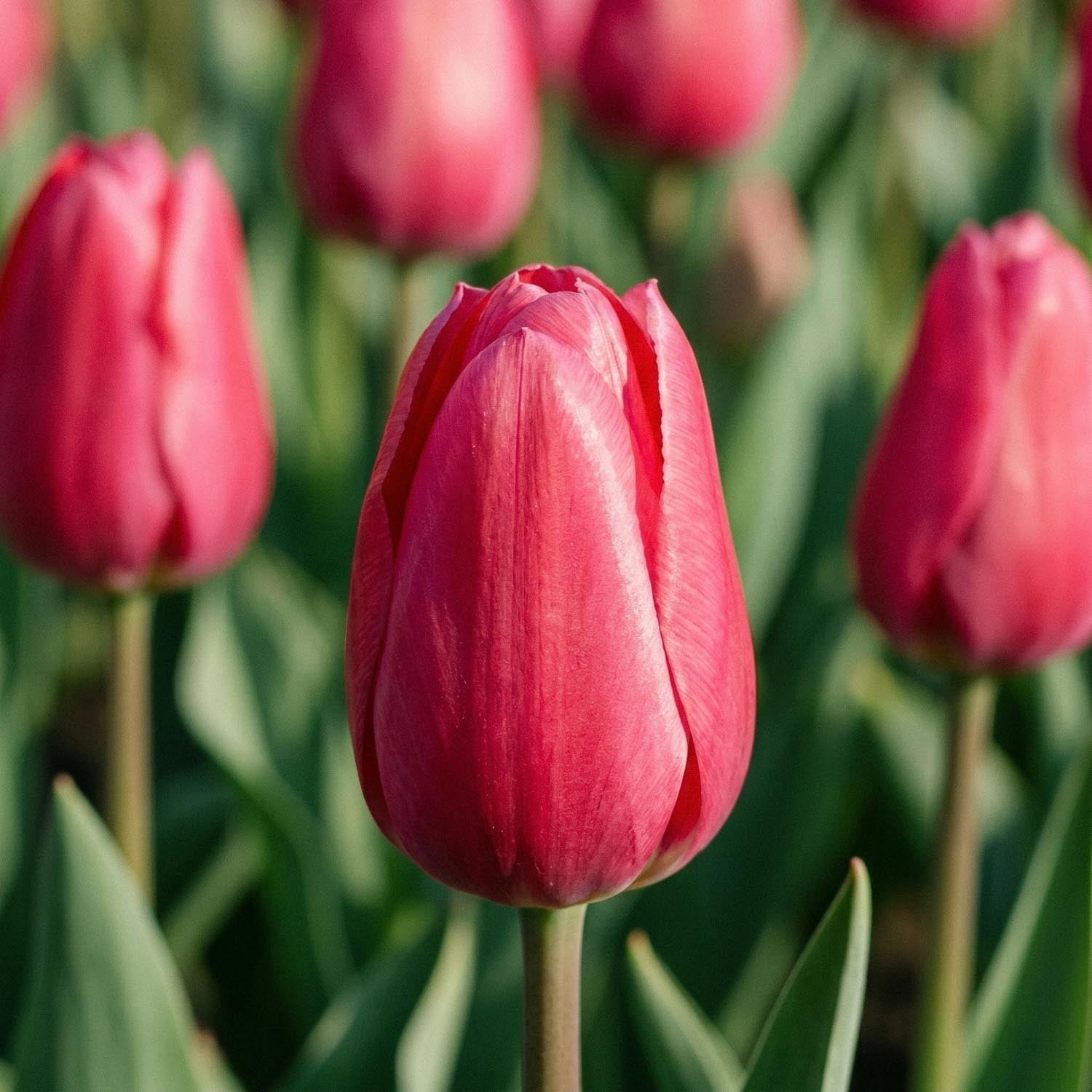 Tulp 'Rosy Delight'
