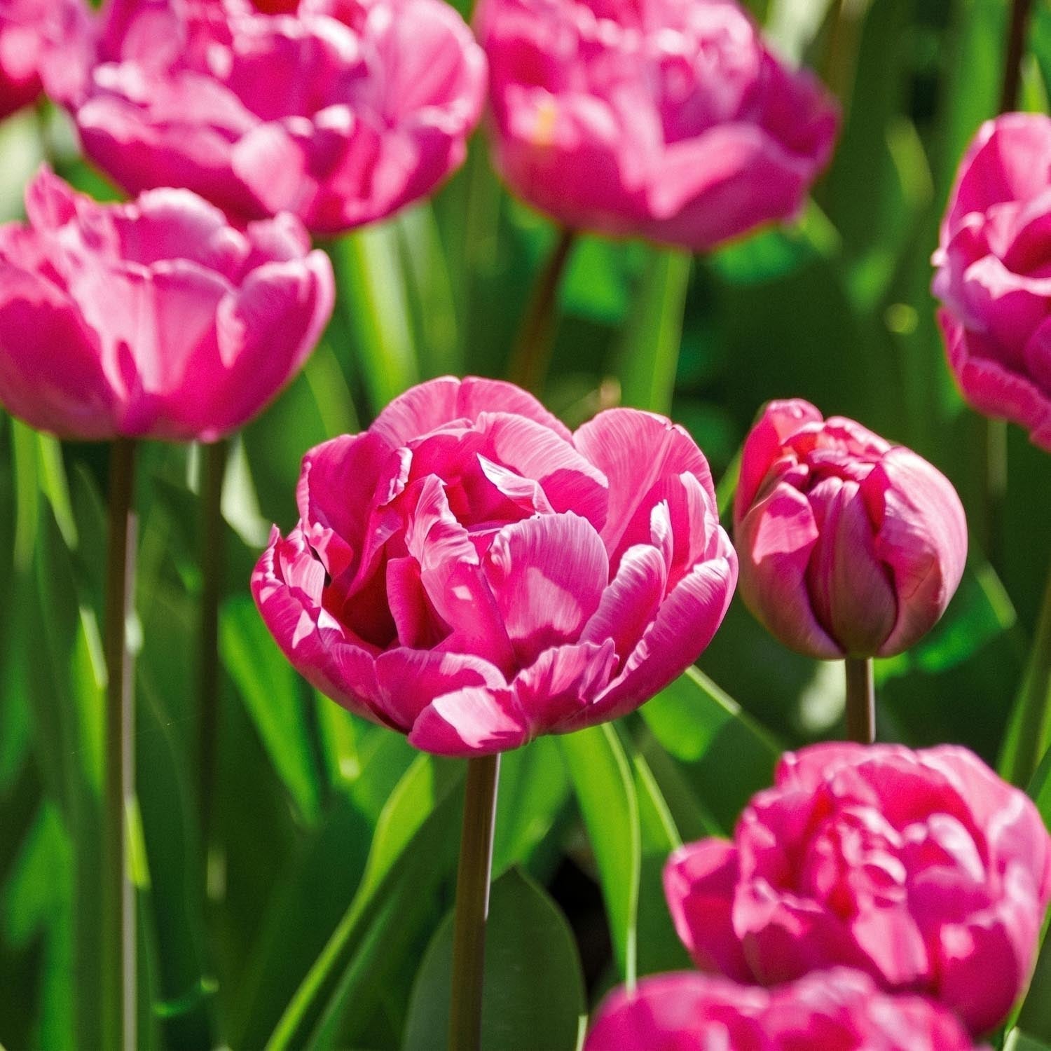 Tulp 'Rosy Diamond'