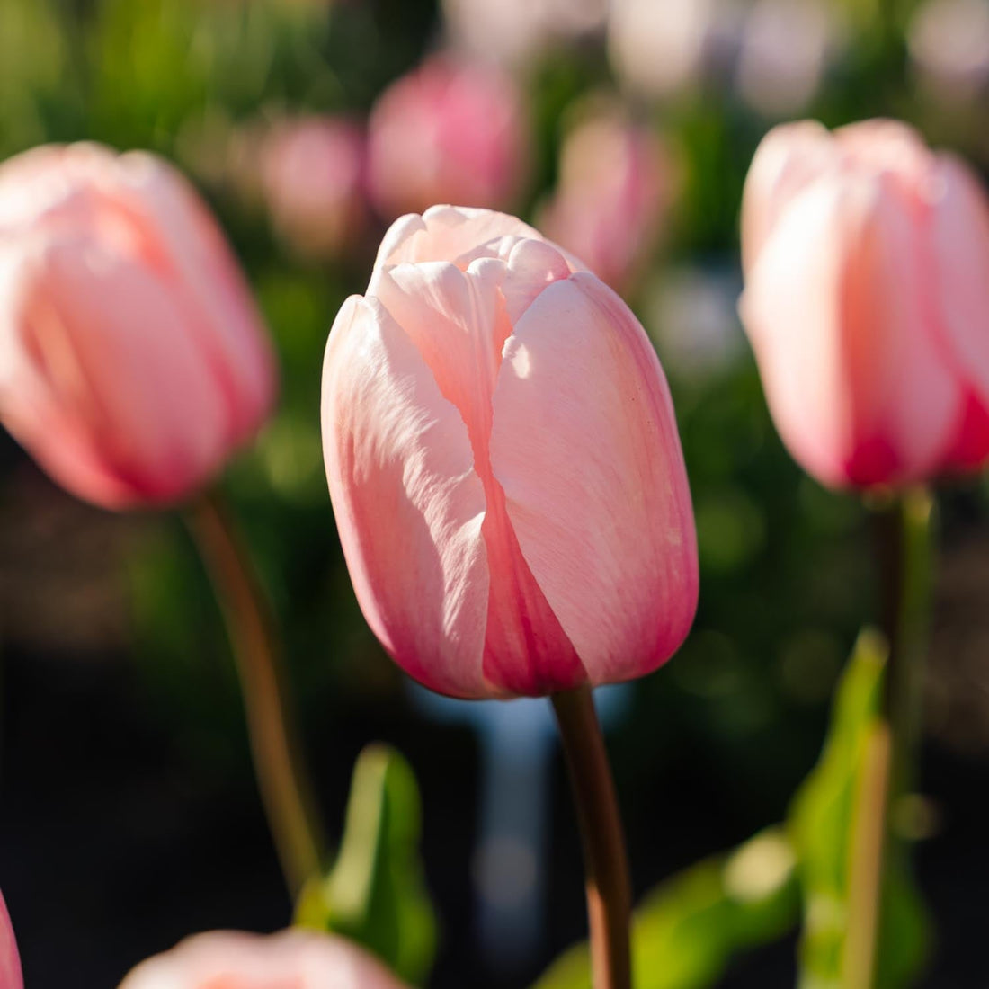 Tulp 'Salmon Impression'