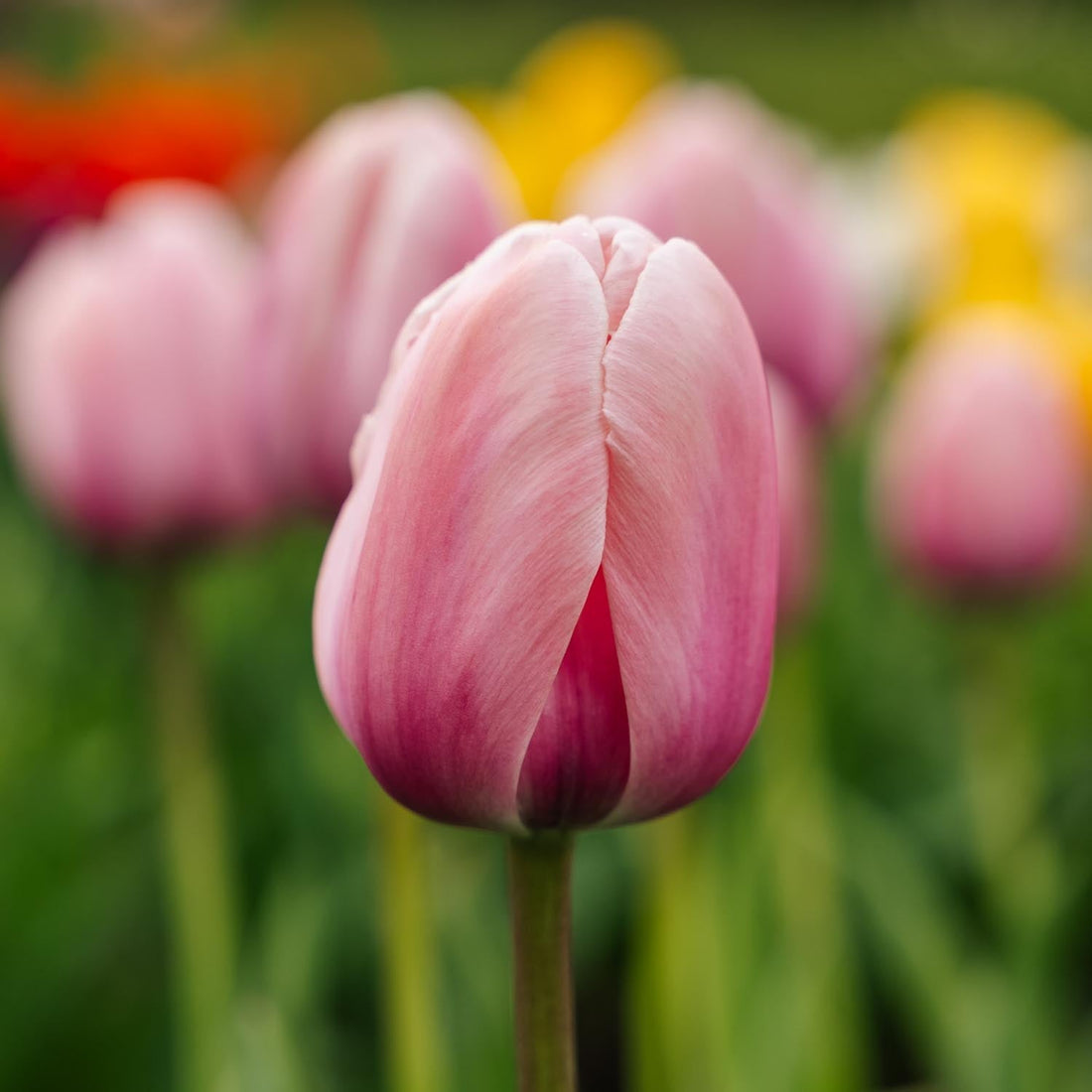 Tulp 'Salmon Impression'