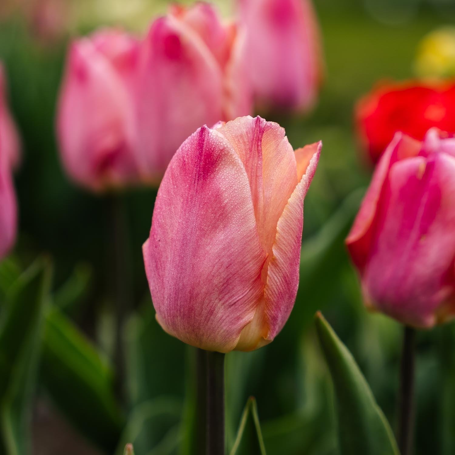 Tulp 'Salmon Prince'