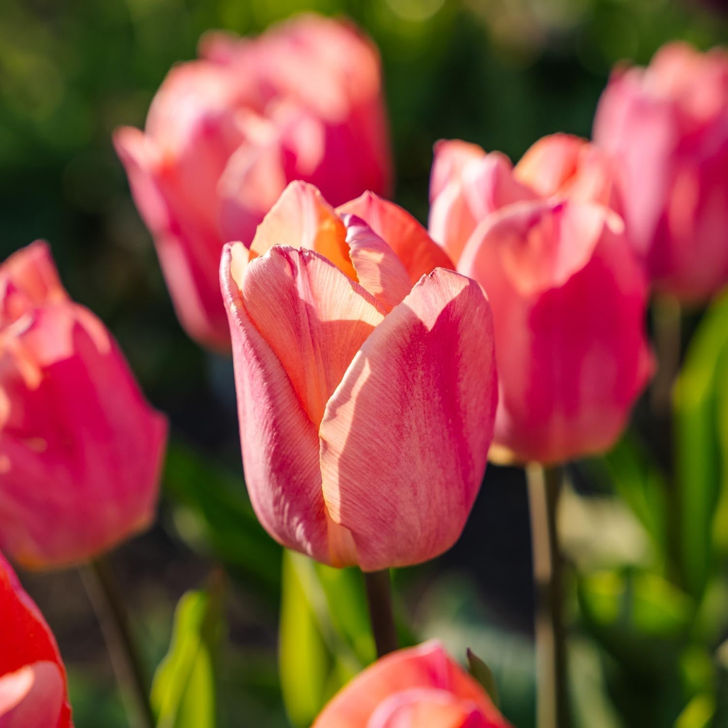 Tulp 'Salmon Prince'
