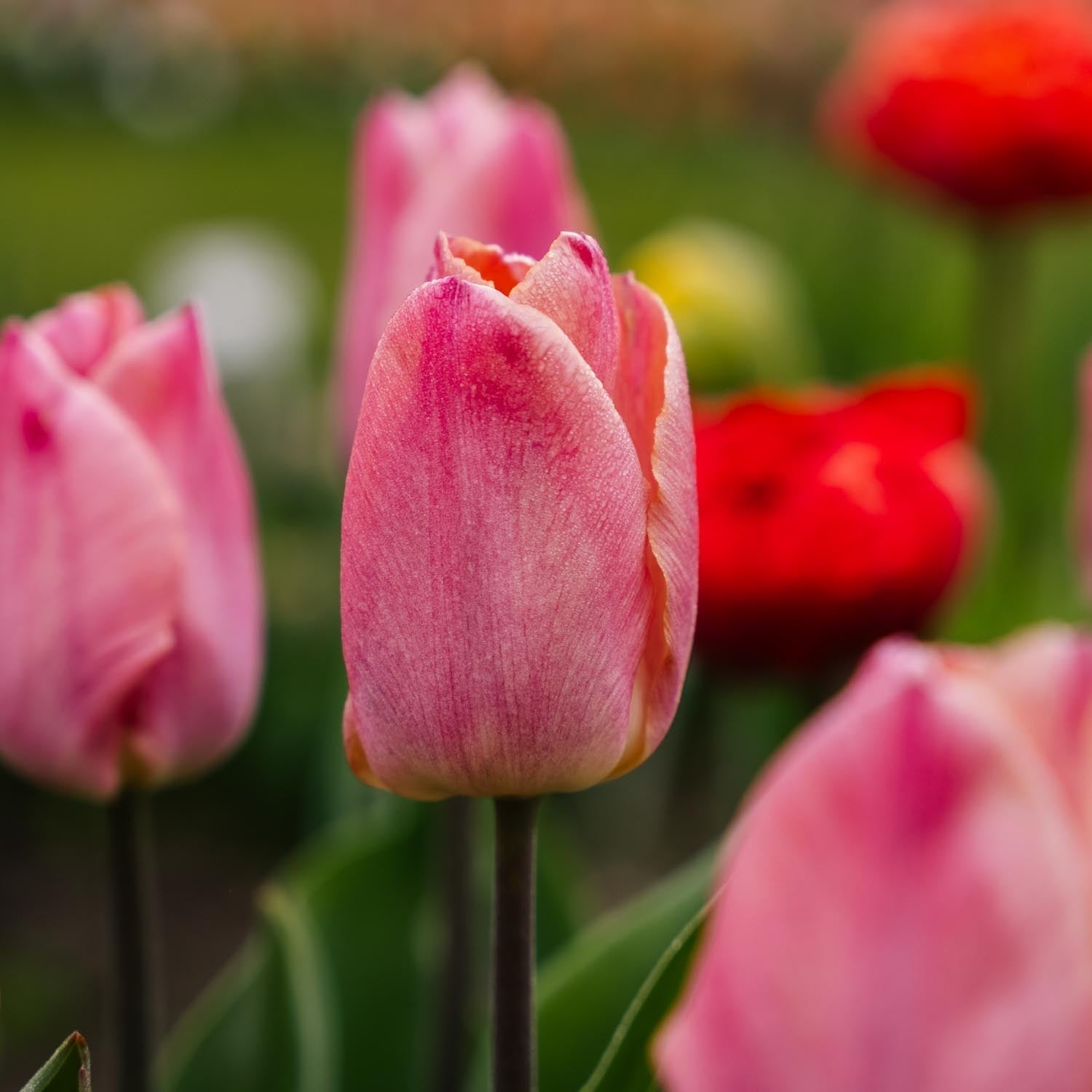 Tulp 'Salmon Prince'
