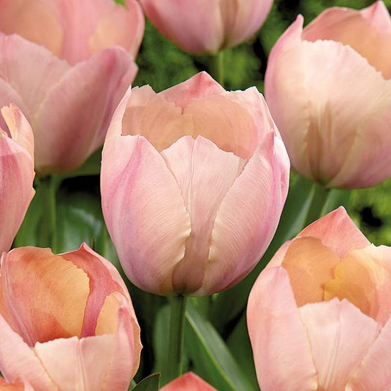 Tulp 'Salmon van Eijk'
