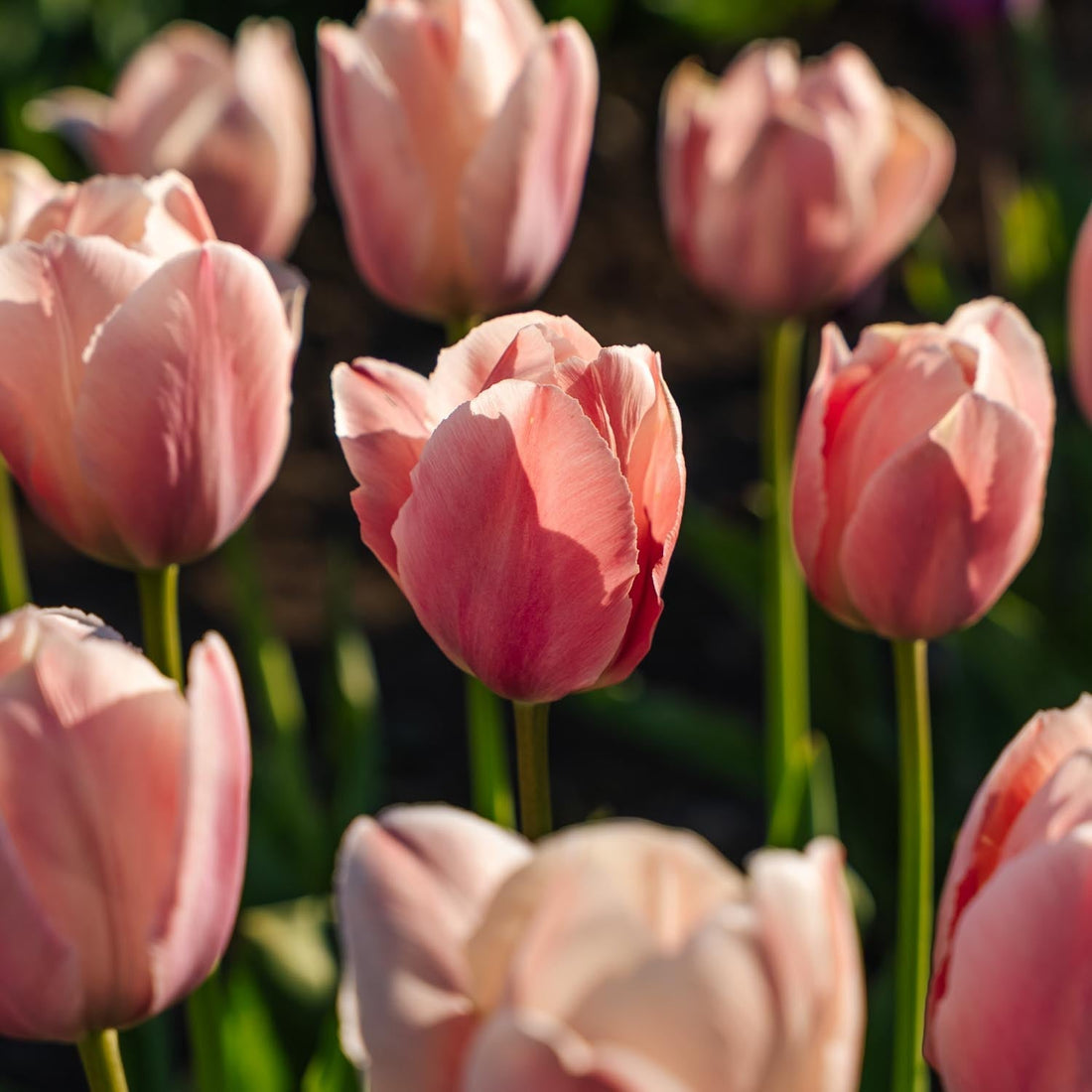 Tulp 'Salmon van Eijk'