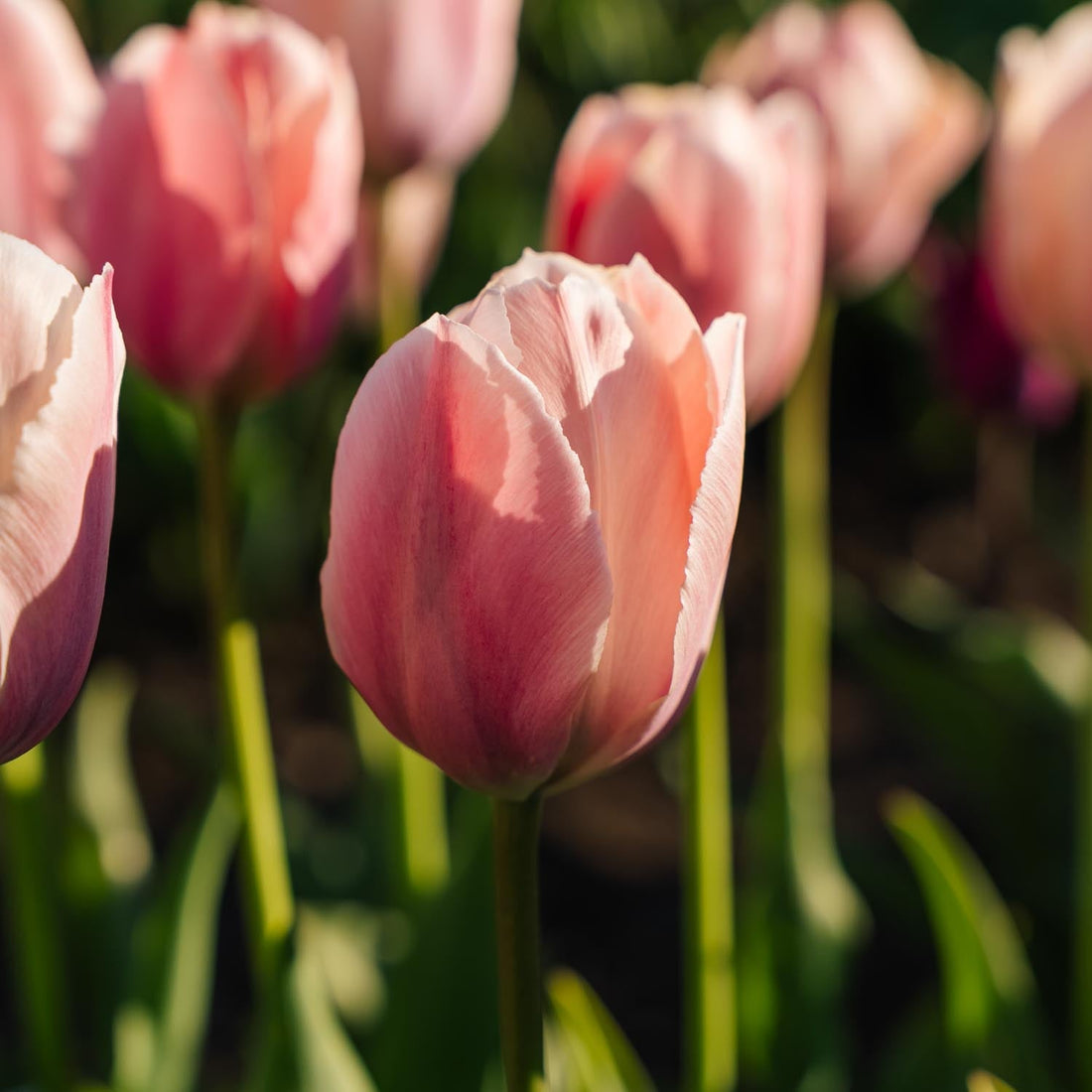Tulp 'Salmon van Eijk'