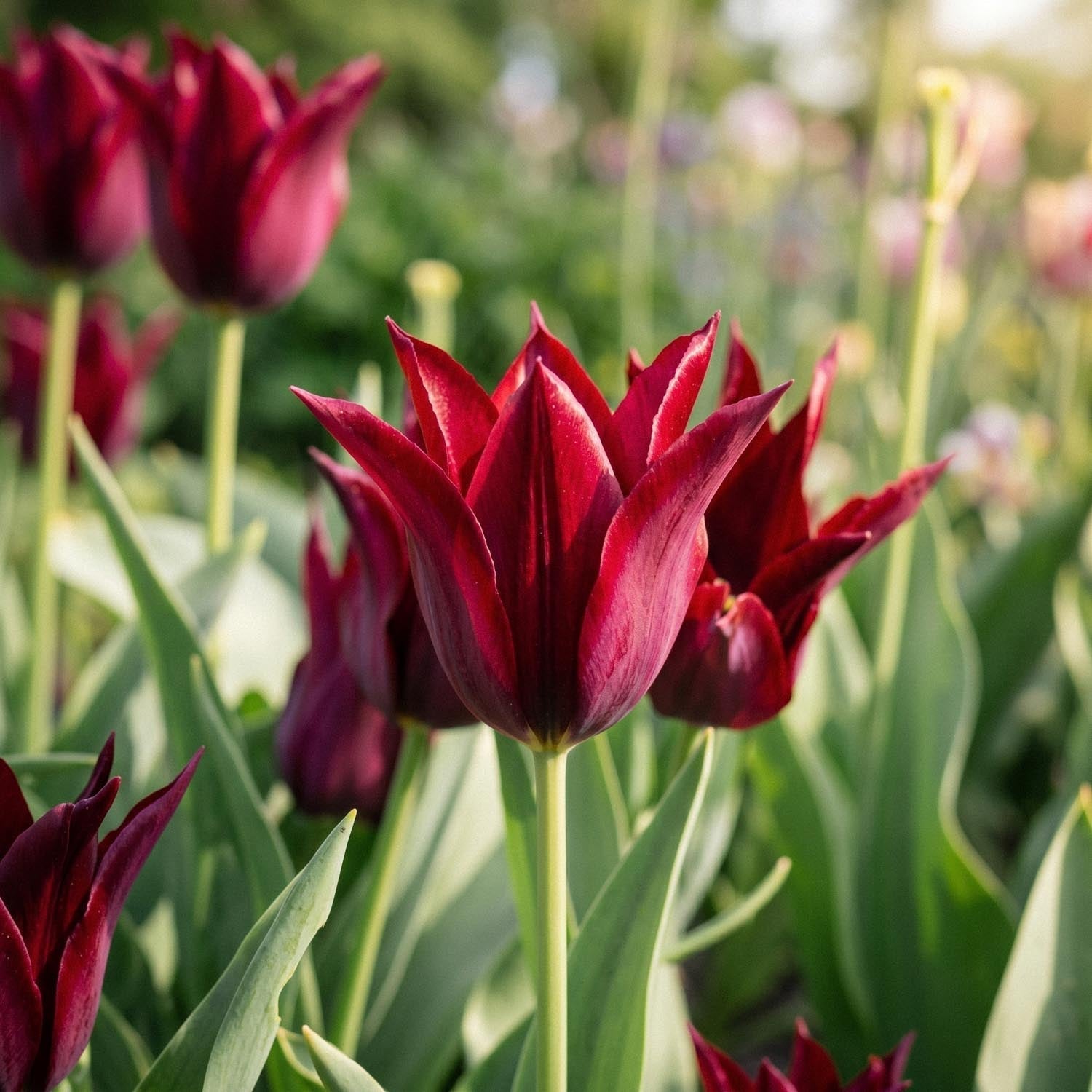 Tulp 'Sarah Raven'