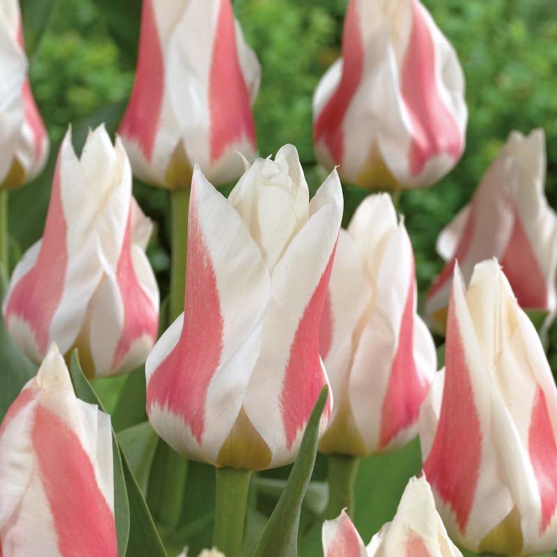 Tulp 'Serano'