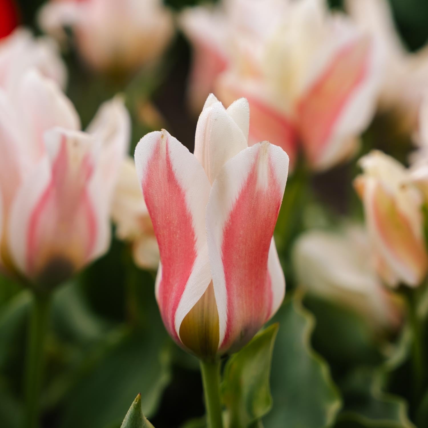 Tulp 'Serano'