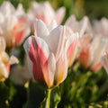 Tulp 'Serano'