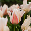 Tulp 'Serano'