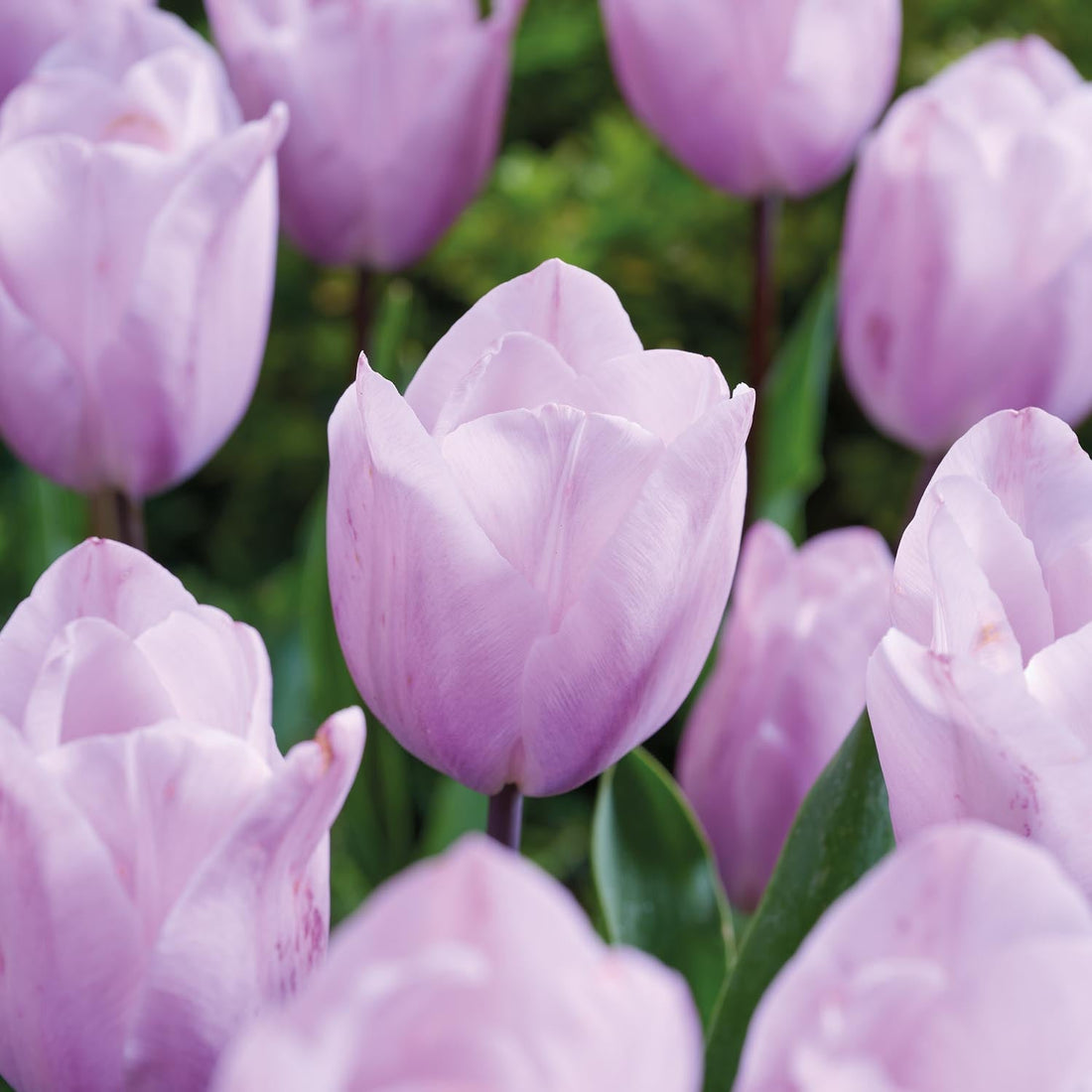 Tulp 'Silver Cloud'