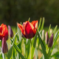 Tulp 'Slawa'