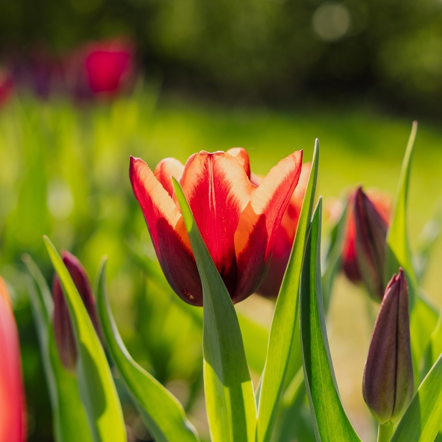 Tulp 'Slawa'