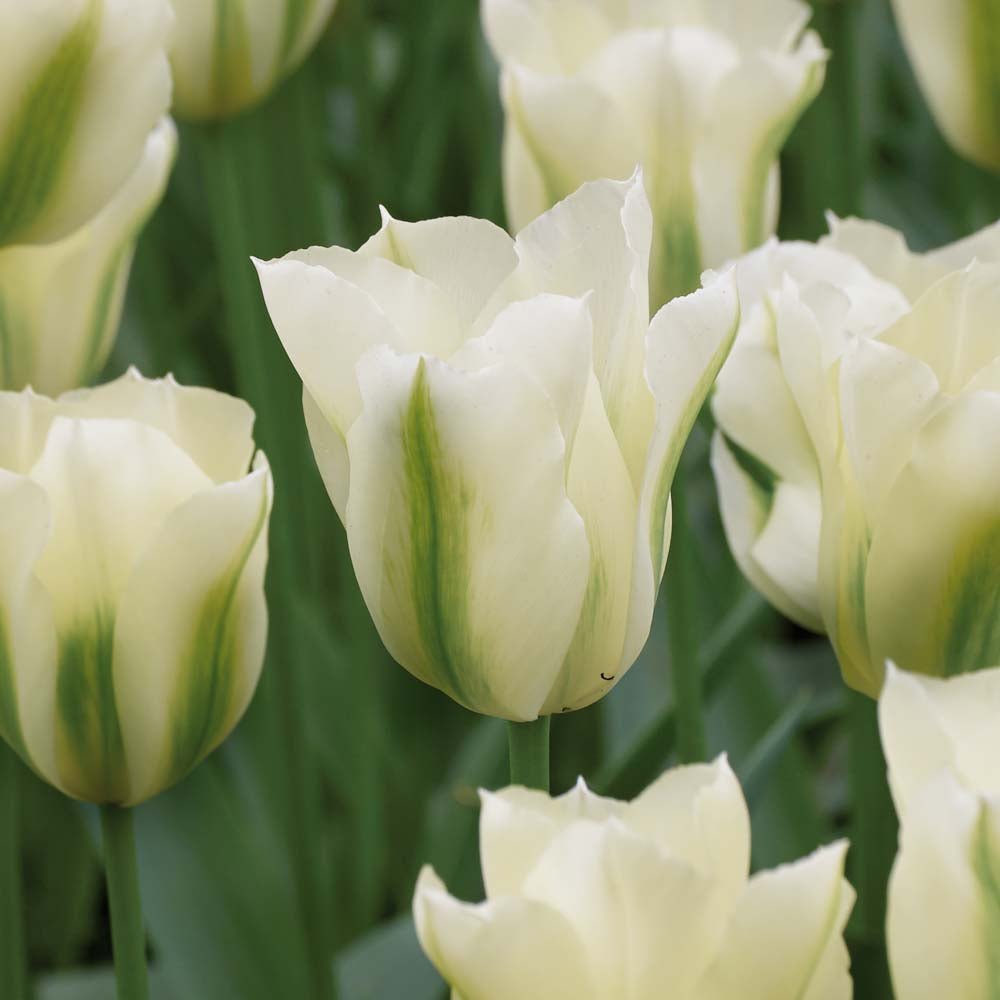 Tulp 'Spring Green'
